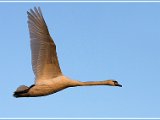 NH 1 Flying Swan in Late Light 1
